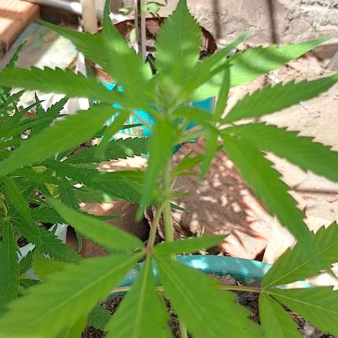 Genética desconhecida growlog timeline photo