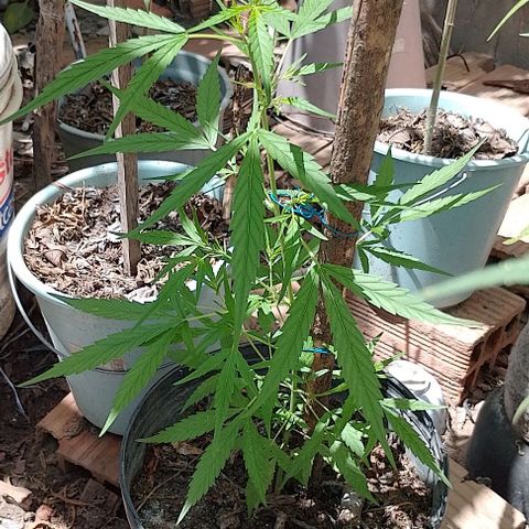 Genética desconhecida growlog timeline photo