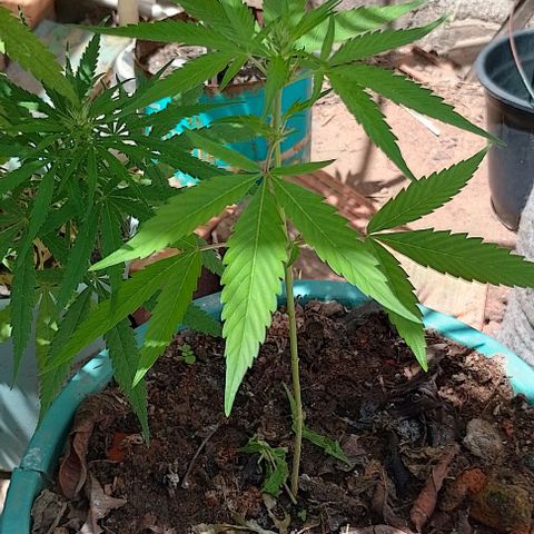 Genética desconhecida growlog timeline photo