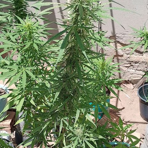 Genética desconhecida growlog timeline photo