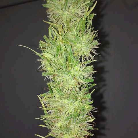 Genética desconhecida growlog photo: Cortei linda hoje 