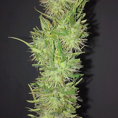 Genética desconhecida growlog photo: Cortei linda hoje 