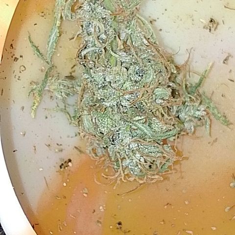Genética desconhecida growlog timeline photo