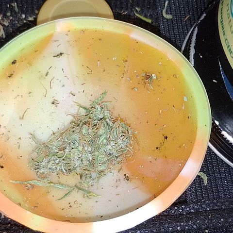 Genética desconhecida growlog timeline photo
