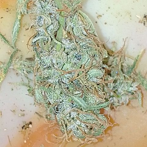 Genética desconhecida growlog timeline photo