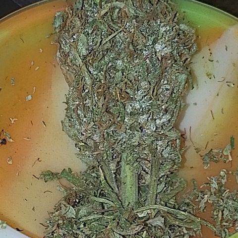 Genética desconhecida growlog timeline photo