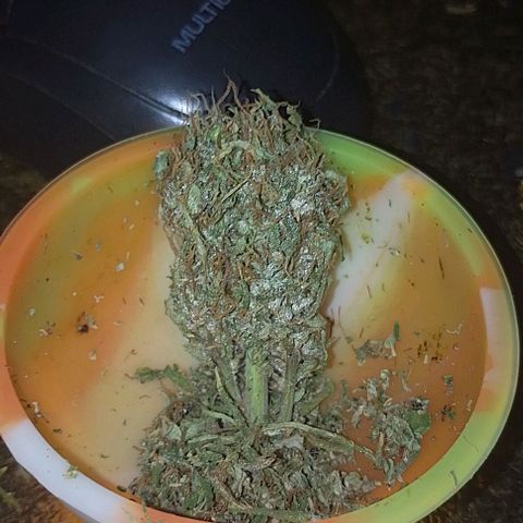 Genética desconhecida growlog timeline photo