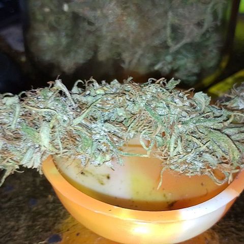 Genética desconhecida growlog timeline photo