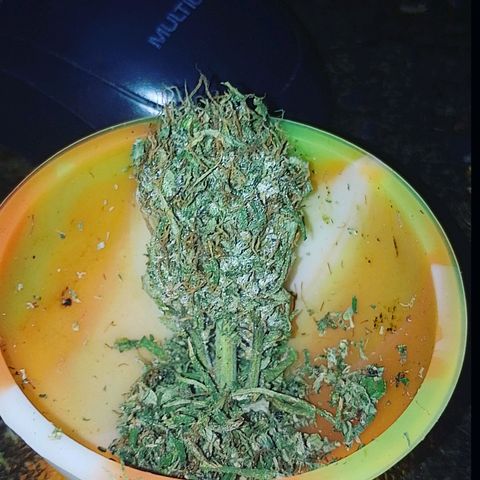 Genética desconhecida growlog timeline photo