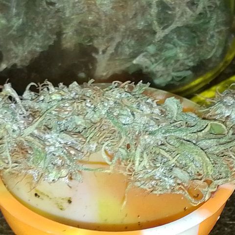 Genética desconhecida growlog timeline photo