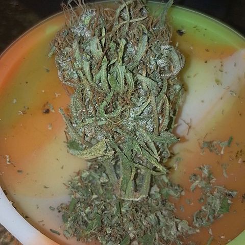 Genética desconhecida growlog timeline photo