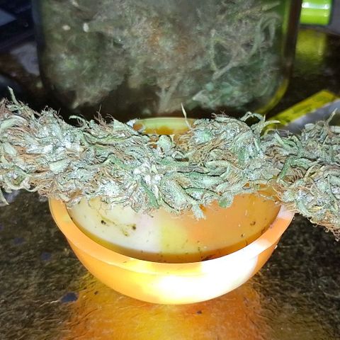 Genética desconhecida growlog timeline photo