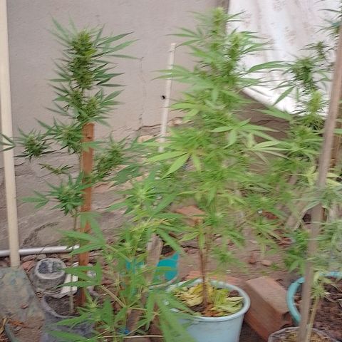 Genética desconhecida growlog timeline photo