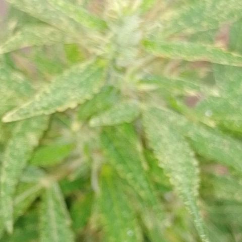 Genética desconhecida growlog timeline photo