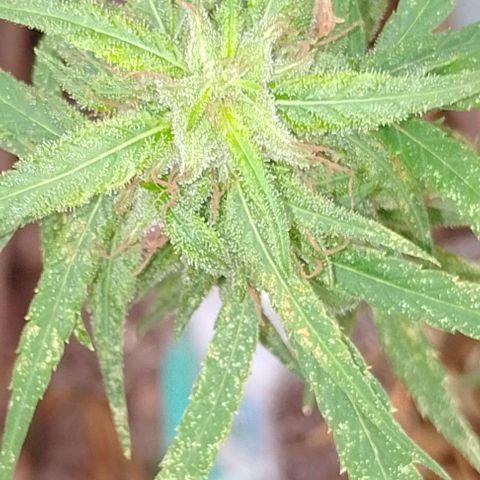 Genética desconhecida growlog timeline photo