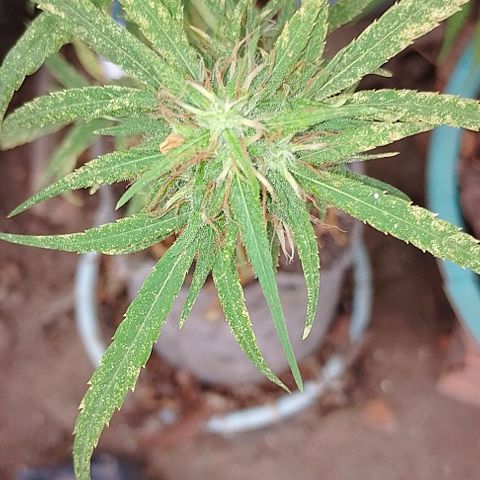 Genética desconhecida growlog timeline photo