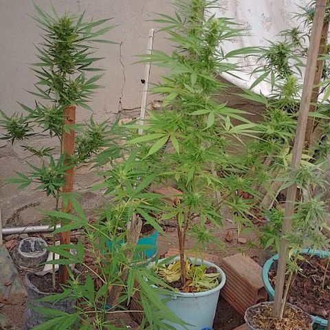 Genética desconhecida growlog timeline photo