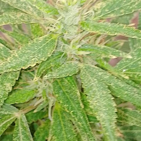 Genética desconhecida growlog timeline photo