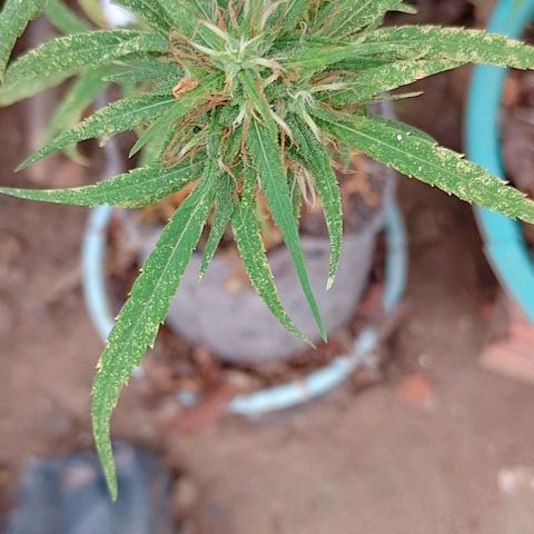 Genética desconhecida growlog timeline photo
