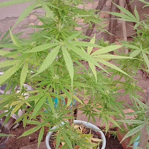 Genética desconhecida growlog timeline photo