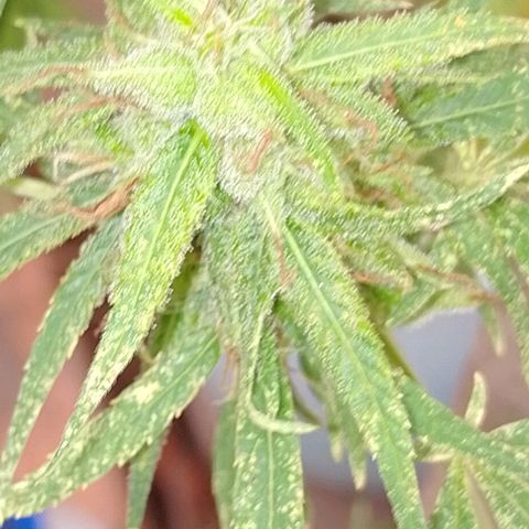 Genética desconhecida growlog timeline photo