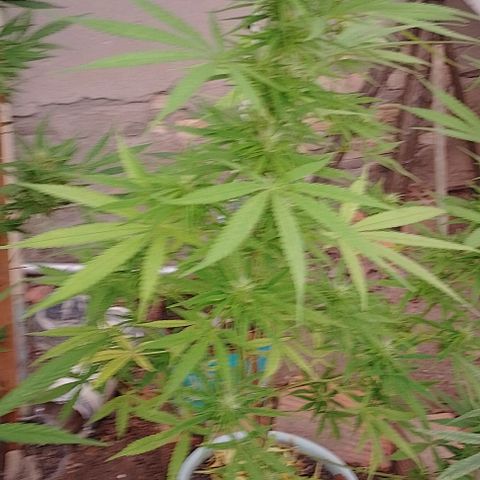 Genética desconhecida growlog timeline photo