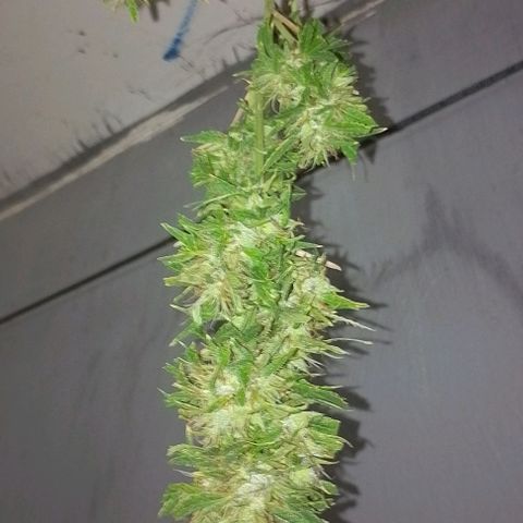 Genética desconhecida growlog timeline photo