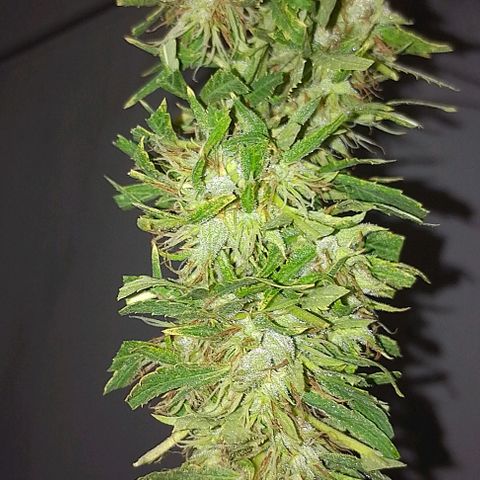 Genética desconhecida growlog timeline photo