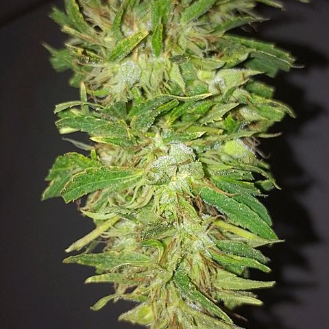 Genética desconhecida growlog timeline photo