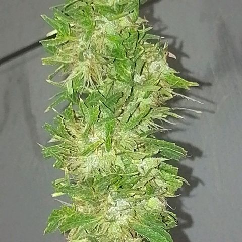 Genética desconhecida growlog timeline photo
