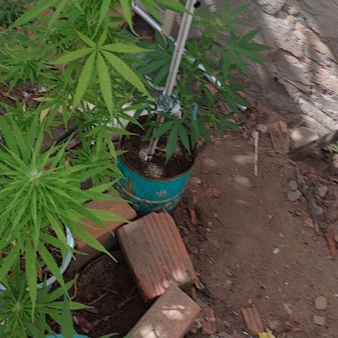 Genética desconhecida growlog timeline photo