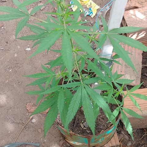 Genética desconhecida growlog timeline photo