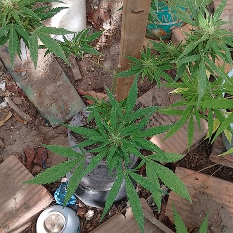 Genética desconhecida growlog timeline photo
