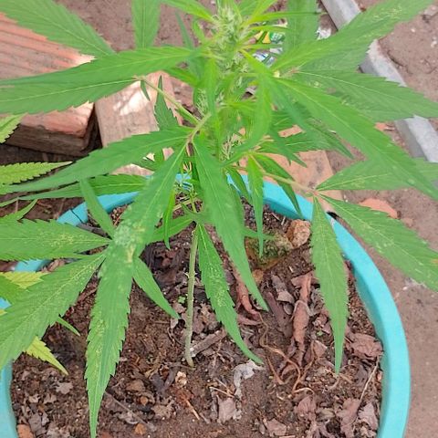 Genética desconhecida growlog timeline photo