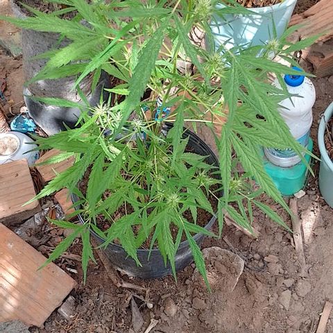 Genética desconhecida growlog timeline photo