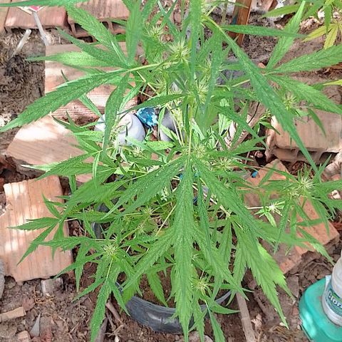 Genética desconhecida growlog timeline photo