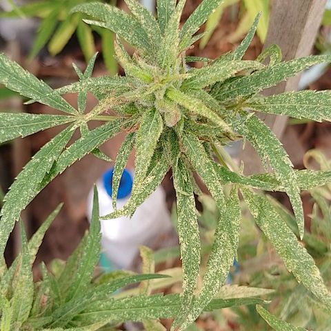 Genética desconhecida growlog timeline photo