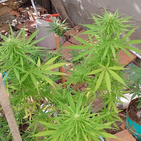 Genética desconhecida growlog timeline photo