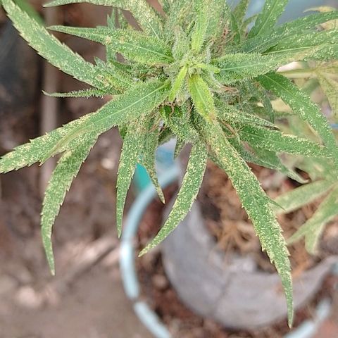 Genética desconhecida growlog timeline photo