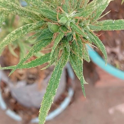 Genética desconhecida growlog timeline photo