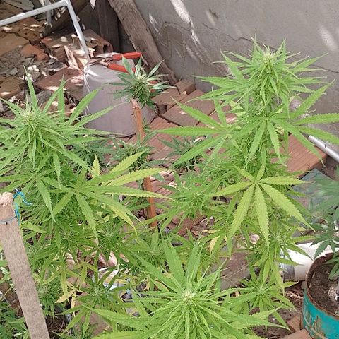 Genética desconhecida growlog timeline photo