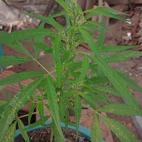 Genética desconhecida growlog timeline photo