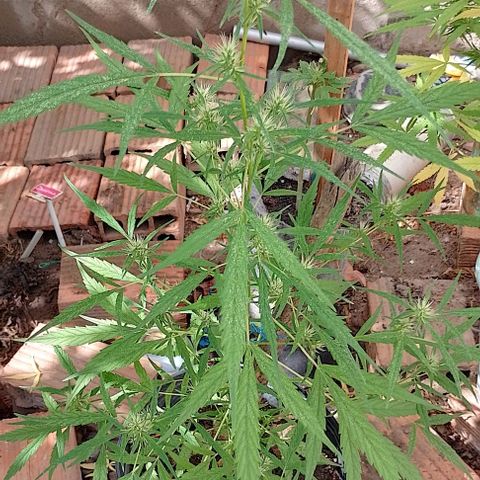 Genética desconhecida growlog timeline photo