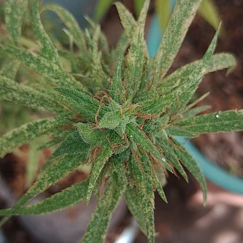Genética desconhecida growlog timeline photo