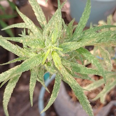 Genética desconhecida growlog timeline photo