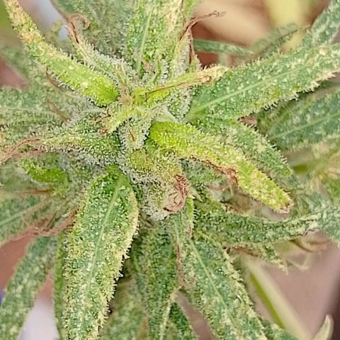 Genética desconhecida growlog timeline photo