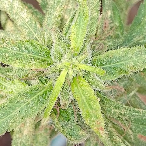 Genética desconhecida growlog timeline photo