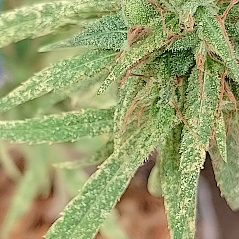 Genética desconhecida growlog timeline photo