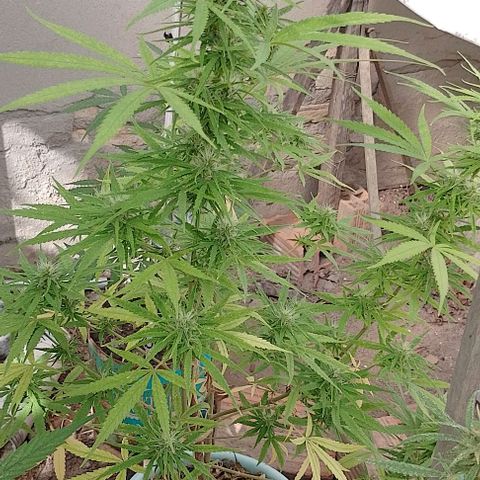 Genética desconhecida growlog timeline photo