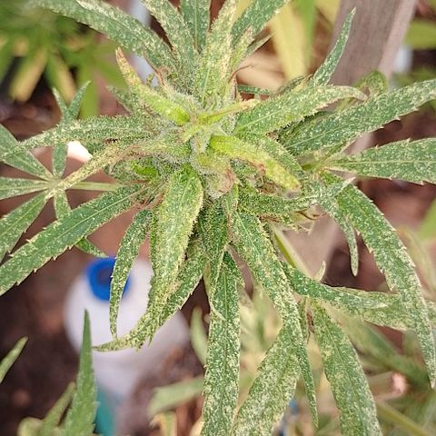 Genética desconhecida growlog timeline photo